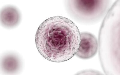 Što je transplantacija matičnih stanica – Vodič za bolesnike